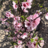 almond blossom